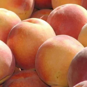    Őszibarack és nektarin RAKONIEWICKA csupaszgyökér palánta 130-150 cm
