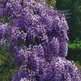  Wisteria palánta 0,5-1l 30 cm-es edényben