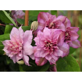  Clematis palánta 2-3 literes 60 cm-es edényben