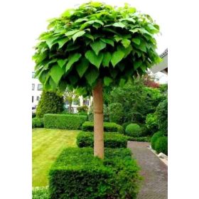 CATALPA CATALPA TÖRVÉNYEN Gömbös, SZŐLŐS, 150 cm