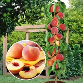    BIG HONEY őszibarack és nektarin, csupaszgyökér palánta, 100-110 cm