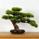 Művirágok, gyümölcsök - Dekoratív beltéri bonsai, fenyő PN-7