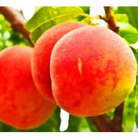    Őszibarack és nektarin Orosz palánta csupasz gyökérrel 120-140 cm