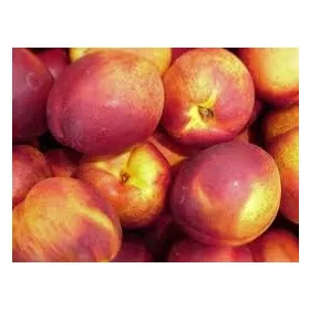    Őszibarack és nektarin csupasz gyökér nektarin palánta 110-140 cm