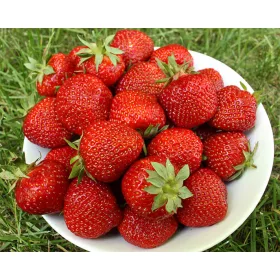    Erdei szamóca és szamóca Csupaszgyökerű polka palánta, 10-25 cm