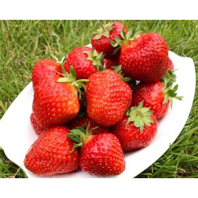    Erdei szamóca és eper Senga Sengana csupasz gyökérpalánta 10-25 cm
