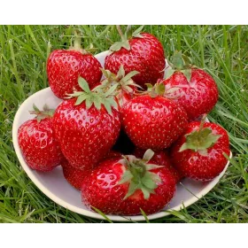    Elkat erdei szamóca és szamóca, csupaszgyökér palánta, 10-25 cm