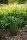  FUNKIA PAYING HEANDS GREEN SEDINGMENT 2Y