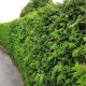  Thuja BRABANT gyorssövény 60/80cm 25 db-os csomag