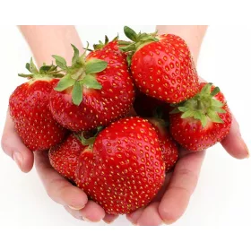    Erdei szamóca és eper Grandarosa - Polka - Kent csupasz gyökerű palánta 10-25 cm
