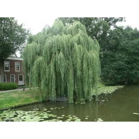  Fűzfacsemeték csupasz gyökérrel, 180-200 cm