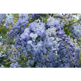  Wisteria palánta 0,5-1l 50 cm-es edényben