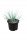  Yucca Rostrata Yucca fagyálló 20-30 cm