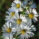  Aster Bushy Oktoberschneekuppel palánta