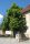  Kislevelű hárs GREENSPIRE hatalmas fa 180cm NAGYON KÖZEPES TERMELŐ LINK