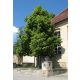 Kislevelű hárs GREENSPIRE hatalmas fa 180cm NAGYON KÖZEPES TERMELŐ LINK
