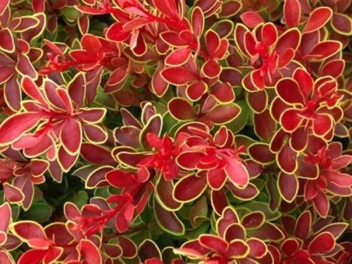  Borbolya palánta 2-3 literes edényben, 20-25 cm