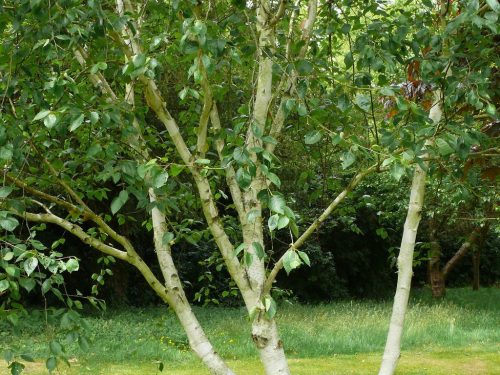  Többszárú nyír ajtónyíló 40-60cm P9