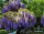  WISTERIA 'PROLIFIC PURPLE BEAUTY FÜGGÖNYÖK