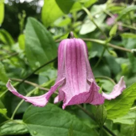  Clematis palánta 0,5-1l 10 cm-es edényben