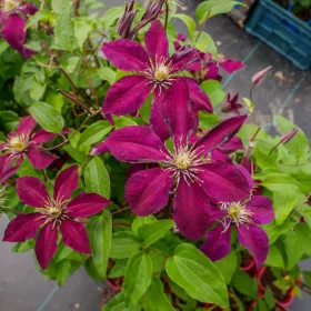  CLEMETIS CLEMATIS NAGYVIRÁGÚ WESTERPLATTE