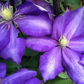  Clematis palánta 0,5-1l 30 cm-es edényben