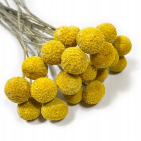   Virág dekoráció - Szárított Kraspedia nagy golyók 20 db, sárga/natúr csokor 60 cm