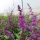  Buddleia Dawida Border Szépségpalánta