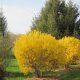  Forsythia Intermedia Manigold palánta