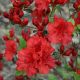  Rhododendron és azálea, palánták 1-2l-es edényben, 5-20 cm