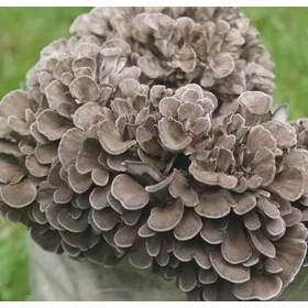  MAITAKE micéliumkész szubsztrát 3 kg