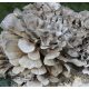 Micélium és mikorrhiza - MAITAKE micéliumkész szubsztrát 3 kg