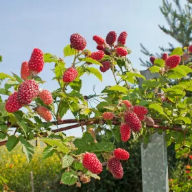    Málna és szeder Loganberry palánta 1-2l-es edényben, 30-60 cm