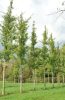 Ginkgo biloba FASTIGIATA Ginkgo oszlopos palánta cserépben