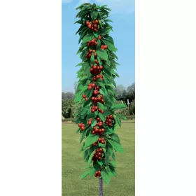    Cseresznye és cseresznye Cseresznyepalánta csupasz gyökérrel 120-150 cm