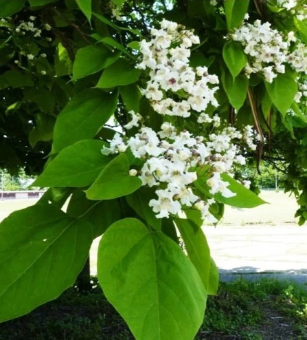 Catalpa GYÖNYÖRŰ nagy zöld LEVELEK gyorsan növő katalpa palánta VIRÁG
