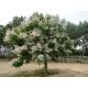  Catalpa Catalpa Orchidea riasztók SZÚNYÚNYOK Palánta