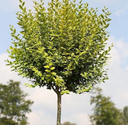  Privet palánták 2-3 literes edényben, 100-130 cm