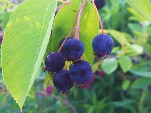  Lamarcka serviceberry - cserépben, 60-80 cm
