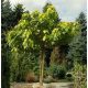  KATALPA CATALPA RENDES CATALPA 180 CM