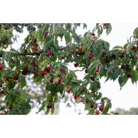    Ehető som Juliusz Cornus mas 3 éves palánta, cserepes, GRAPPÁLT