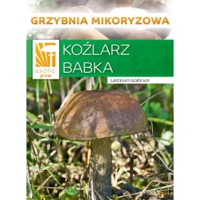  Micélium Koźlarz útifű Micélium 10 g