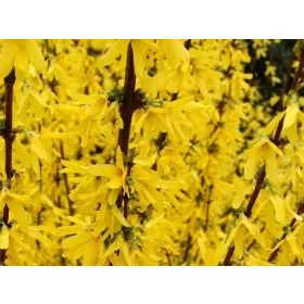  Forsythia intermedius FLOJOR - C2-ben, 60-80 cm