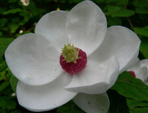  Siebold's Magnolia EGYEDI NAGY VIRÁG RITKASÁG!