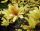  Magnolia YELLOW RIVER egyedi YELLOW BEAUTY