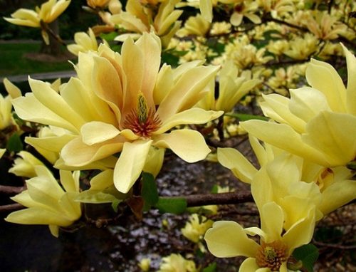  Magnolia YELLOW RIVER egyedi YELLOW BEAUTY