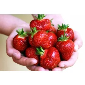    Honeoye erdei szamóca és szamóca, csupaszgyökér palánta, 13-20 cm