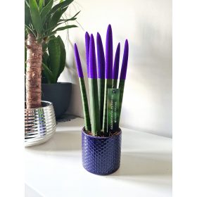   Virág dekoráció - Sansevieria cylindrica wężownica 35 cm