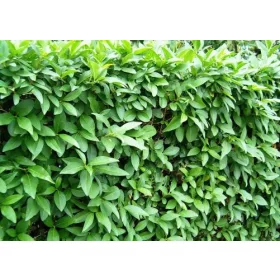  Privet palánta csupasz gyökérrel, 100-140 cm