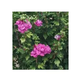    Kerti hibiszkusz Szíriai hibiszkusz DUC DE BRABANT Hibiszkusz cserépben 2L-C2